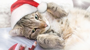 Christmas Animals Feline Cats Santa Hats 6000x4000 Wallpaper
