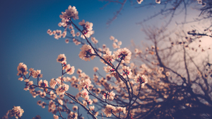 Nature Flowers Cherry Blossom Sky Blurred Blurry Background 1920x1080 Wallpaper