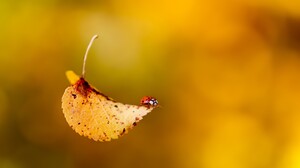 Nature Leaves Animals Fall Insect 3840x2400 Wallpaper