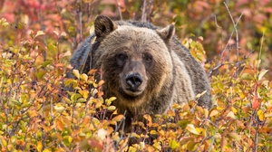 Animal Grizzly Bear 2700x2153 Wallpaper