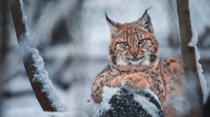 Big Cat Predator Animal Snow Wildlife 2000x1335 Wallpaper