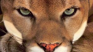 Animal Cougar Grey Eyes Wildlife 1900x1267 Wallpaper