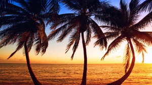 Horizon Ocean Palm Tree Sunset Tree Tropics 2700x1800 Wallpaper
