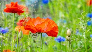Summer Poppy Cornflower 5472x3648 Wallpaper