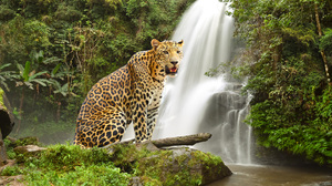 Animals Waterfall Nature Water Leopard 1920x1200 Wallpaper