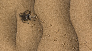 Arachnid Sand 1920x1282 Wallpaper
