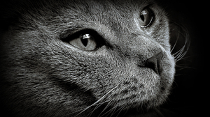 Closeup Photography Animals Nature Macro Monochrome Cats Feline Mammals Cat Eyes Whiskers 3226x1815 Wallpaper