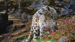 Big Cat Snow Leopard Wildlife Predator Animal 5568x3712 Wallpaper