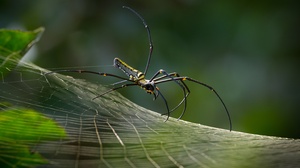 Arachnid Macro Spider Spider Web 3072x2223 Wallpaper