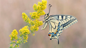 Swallowtail Butterfly Macro Flowers Depth Of Field Nature Insect 3840x2160 Wallpaper