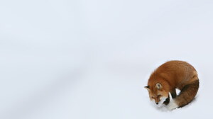 Red Fox Wildlife Winter 1920x1200 Wallpaper