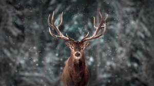Deer 1920x1080 Wallpaper