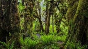Olympic National Park USA Washington Nature Forest Trees Moss Plants 3840x2160 Wallpaper