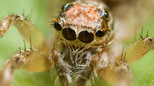 Arachnid Jumping Spider 1850x1255 Wallpaper