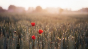 Macro Flower Sunbeam Blur Summer Poppy Red Flower 2560x1600 Wallpaper