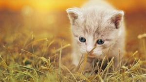 Baby Animal Grass Kitten Pet 2200x1346 Wallpaper
