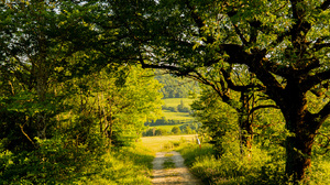 Outdoors Photography Trees Plants Greenery Hedges Grass Forest Field Road Vertical Path 1365x2048 Wallpaper