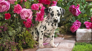 Cute Dalmatian Dog Flower Pink Flower Puppy 1920x1200 Wallpaper
