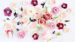 Anemone Artistic Flower Peony Pink Flower Rose White Flower 4980x3320 Wallpaper