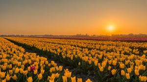 Yellow Flower Field Sunrise 5547x3401 Wallpaper