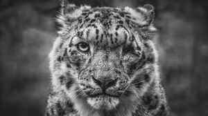 Snow Leopard Animals Mammals Big Cats Feline Nature 2048x1366 Wallpaper
