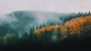 Landscape Trees Pine Trees Fall Mist Forest Nature 2048x1366 Wallpaper