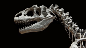 Dinosaur Extinct Bones Fossil Old 2560x1600 Wallpaper