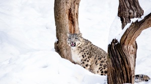 Big Cat Snow Leopard Predator Animal 4500x2981 Wallpaper