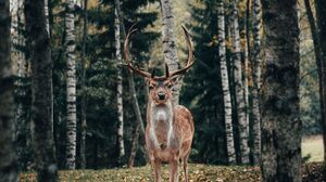Deer 2560x1600 Wallpaper