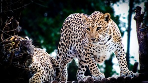 Jaguar Animals Nature Photography 2592x1728 wallpaper