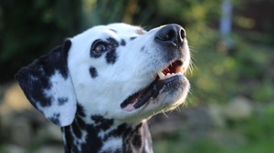 Bokeh Dalmatian Dog Muzzle 5184x3456 Wallpaper