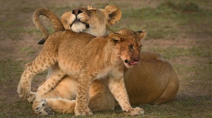 Baby Animal Big Cat Cub Kenya Lion Maasai Mara National Reserve Wildlife Predator Animal 3987x2780 Wallpaper