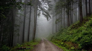 Forest Germany Mist Road Nature 3840x2400 Wallpaper