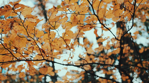 Timothy Meinberg Leaves Foliage Fall Branch 4200x2363 Wallpaper