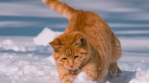 Cats Photography Snow Jumping 1280x1920 wallpaper