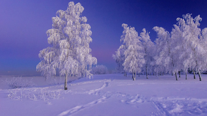 Snow Frost Landscape 1920x1200 Wallpaper