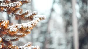 Winter Snow Nature Pine Trees Fall Depth Of Field 5760x3240 Wallpaper