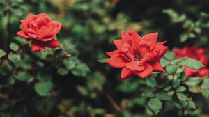 Rose Flowers Nature Red Flowers 50mm Outdoors Photography 4740x2666 Wallpaper