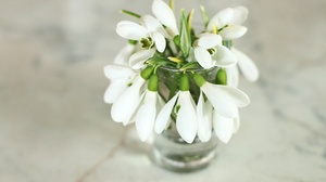 Bouquet White Flower Snowdrop 3840x2560 Wallpaper
