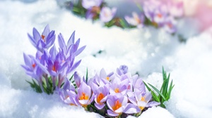 Flower Purple Flower Snow 4777x3184 Wallpaper