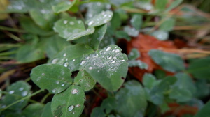 Fall Plants Water Drops Dew Leaves 6000x4000 Wallpaper