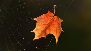 Dew Fall Leaf Spider Web 2048x1345 Wallpaper