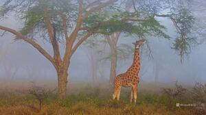 Nature Animals Landscape Bing Giraffes 1920x1080 wallpaper