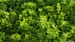 Greenery Hedge Leaf Plant 1920x1081 Wallpaper