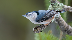 Nuthatch Nature Photography Blurry Background Depth Of Field Birds Animals 3840x2160 Wallpaper