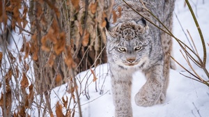 Big Cat Predator Animal Snow Wildlife Winter 2048x1365 wallpaper