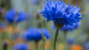 Blue Flower Blur Close Up Coneflower Flower 2048x1365 wallpaper
