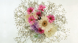 Earth Gerbera Flower Daisy Babys Breath Bouquet White Flower Pink Flower 2560x1600 Wallpaper