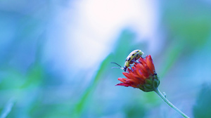 Beetle Blur Flower Insect Macro Nature Red Flower 2048x1491 Wallpaper