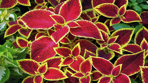 Coleus Leaf Plant 1920x1200 Wallpaper